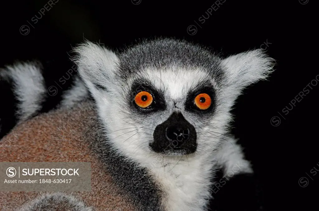 Ring-tailed lemur (Lemur catta), portrait, found in Madagascar, Africa, captive, Germany, Europe