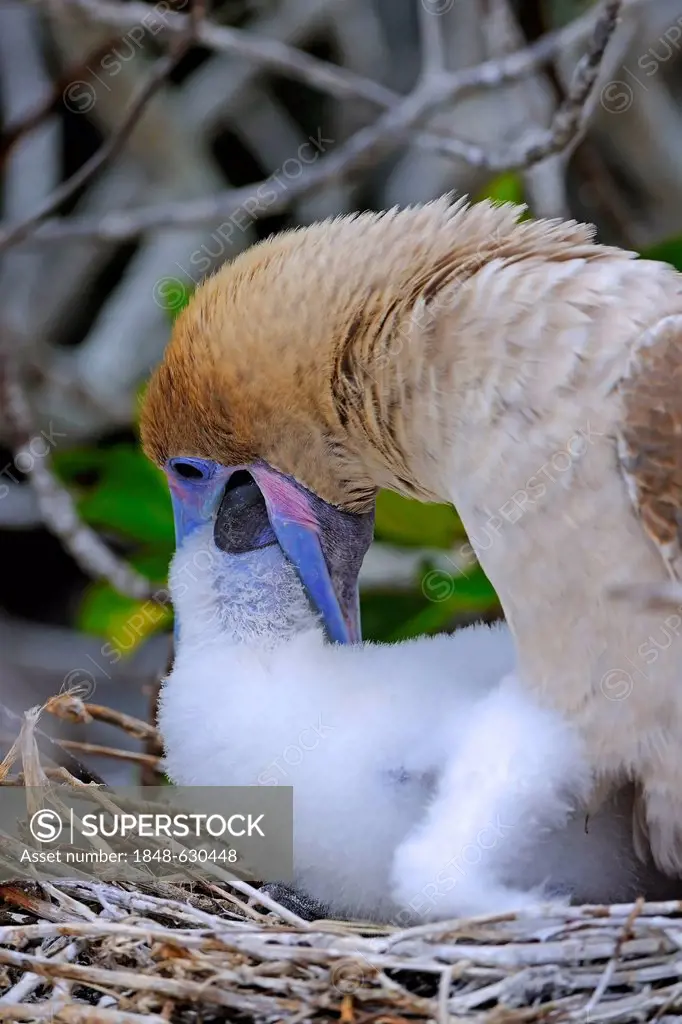 Red-footed Booby (Sula sula), brown variant, feeding chick in nest, Genovesa Island, Tower Island, Galápagos Islands, Unesco World Heritage Site, Ecua...