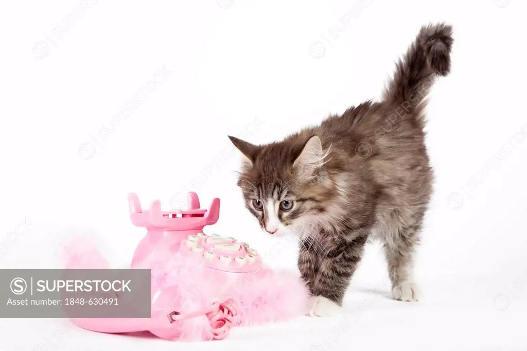 Young Norwegian Forest Cat beside a pink telephone with pompoms