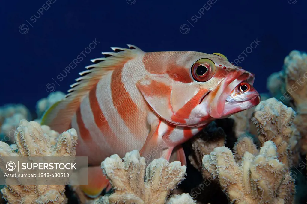 Blacktip grouper (Epinephelus fasciatus) on coral, feeding on Sammara squirrelfish (Neoniphon sammara), Hashemite Kingdom of Jordan, JK, Red Sea, West...