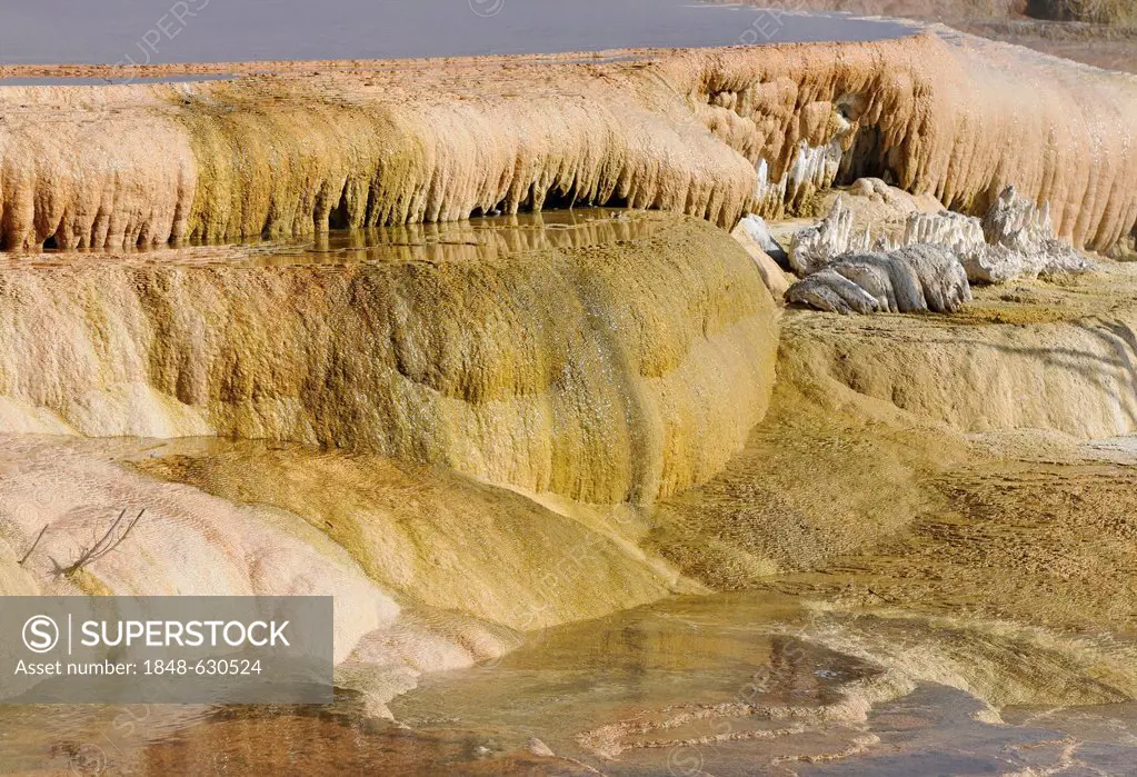 Canary Spring Terrace, limestone sinter terraces, geysers, hot springs, colorful thermophilic bacteria, Mammoth Hot Springs Terraces in Yellowstone Na...