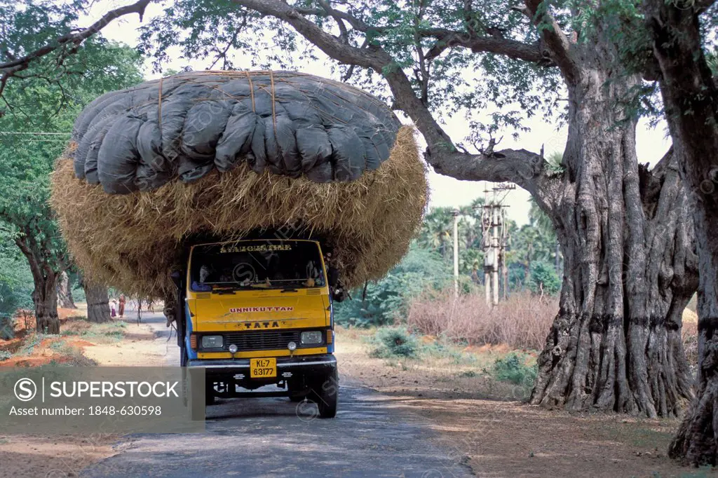 Truck overloaded with straw, road near Chikmagalur, Karnataka, South India, India, Asia