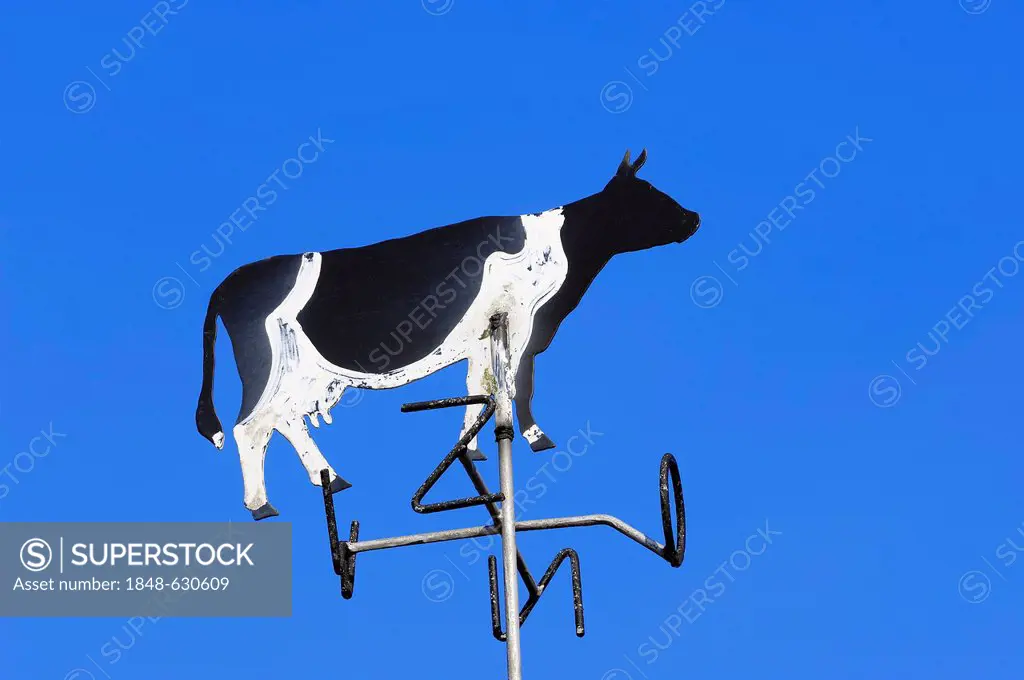 Cow-shaped weather vane, Netherlands, Europe