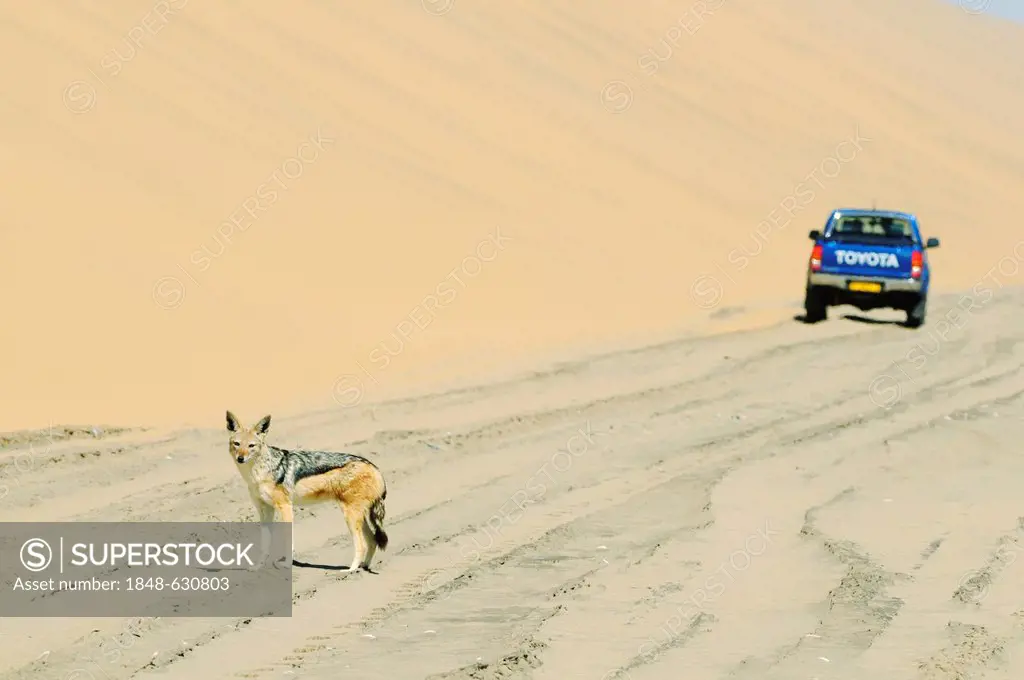 Off-road vehicle and a Black-backed jackal (Canis mesomelas) near Sandwich Harbour, Namib Naukluft National Park, part of the Namibian Skeleton Coast ...