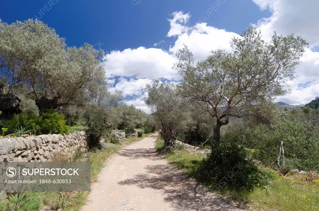 Camina per Mallorca GR 221 hiking trail near Soller and Deia, Majorca, Spain, Europe