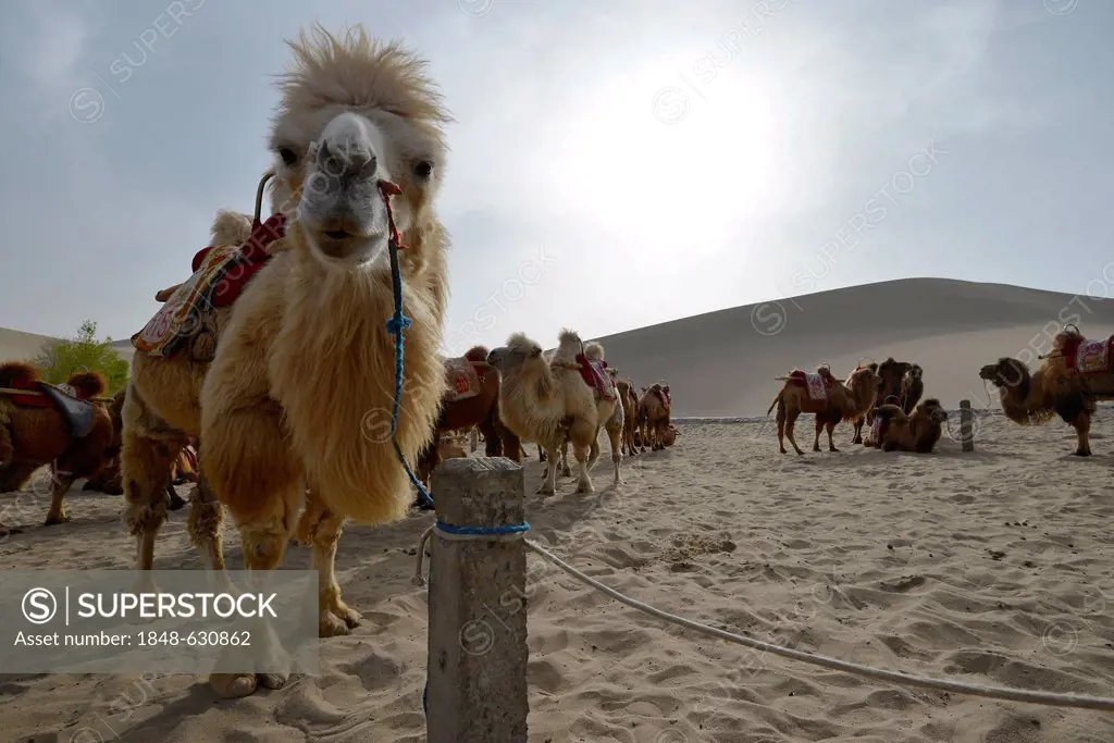 Camels waiting for the next camel caravan with tourists in front of the sand dunes of the Gobi Desert on Crescent Lake and Mount Mingshan at Dunhuang,...