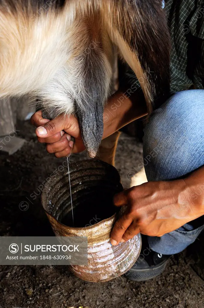 Smallholder milking goats, Gran Chaco, Santiago del Estero Province, Argentina, South America