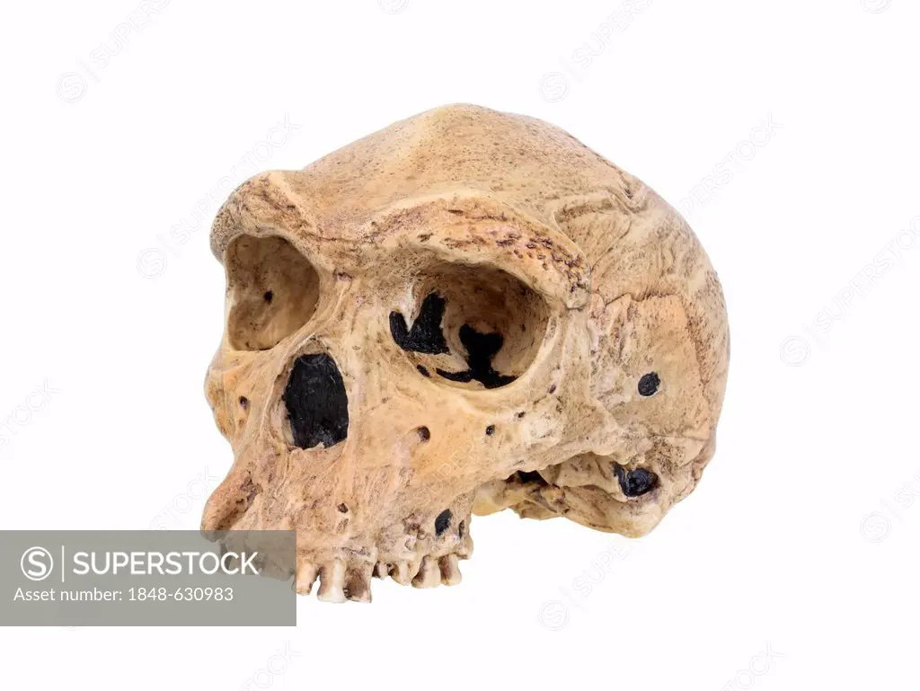 Replica skull of Homo heidelbergensis, Broken Hill, evolution of human species