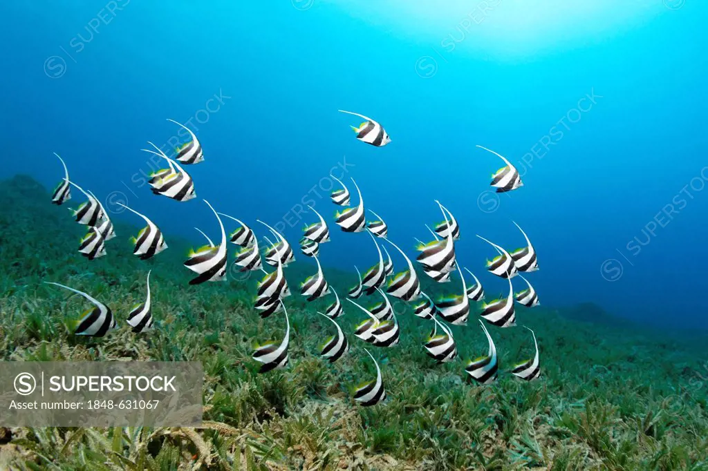 Shoal of juvenile Schooling bannerfish (Heniochus diphreutes) swims above seeweed, Hashemite Kingdom of Jordan, Red Sea, Western Asia