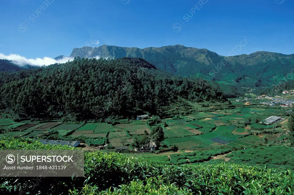 Tea cultivation, tea plantations, near Munnar, Western Ghats mountains, Kerala, South India, India, Asia