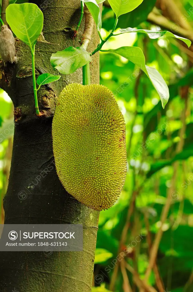 Jackfruit on Jack-fruit tree (Artocarpus heterophyllus), India, Asia