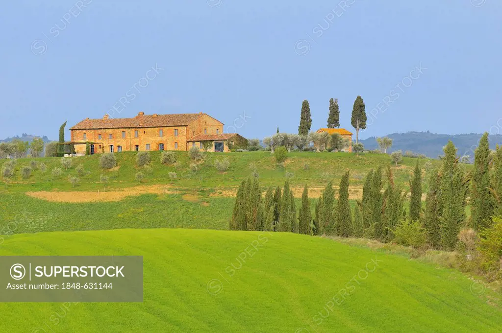 Cypress trees and a house, Crete Senesi area, Tuscany, Italy, Europe