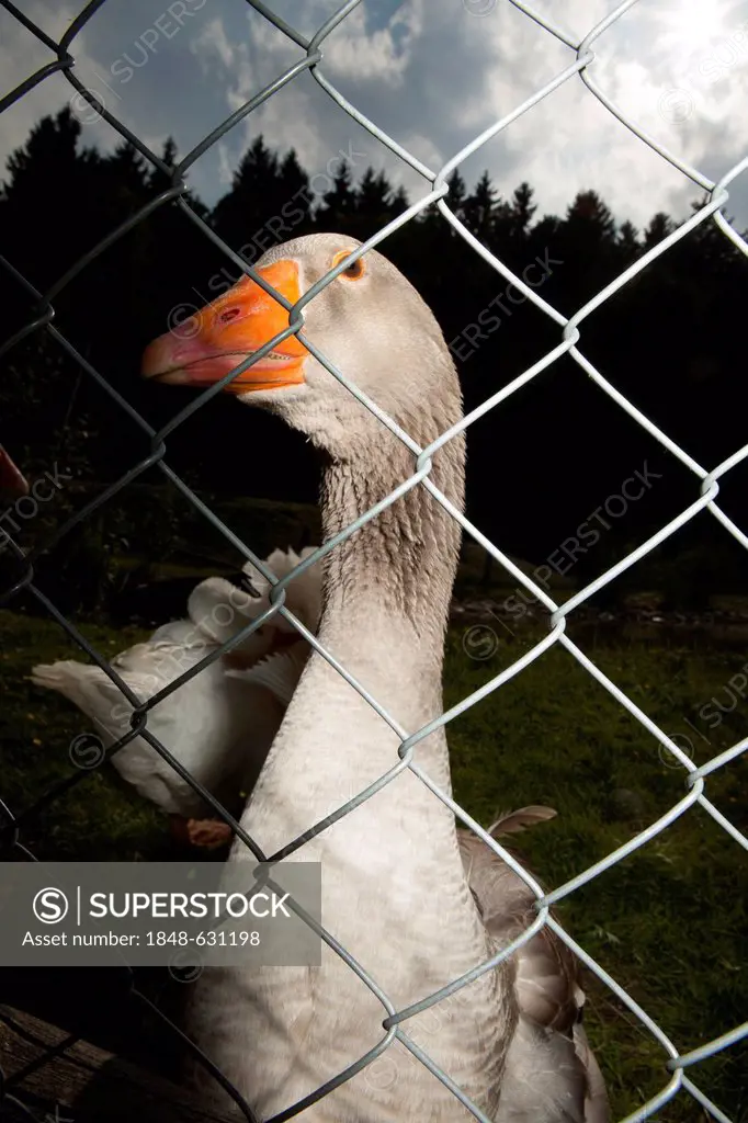 Duck behind a chain-link fence
