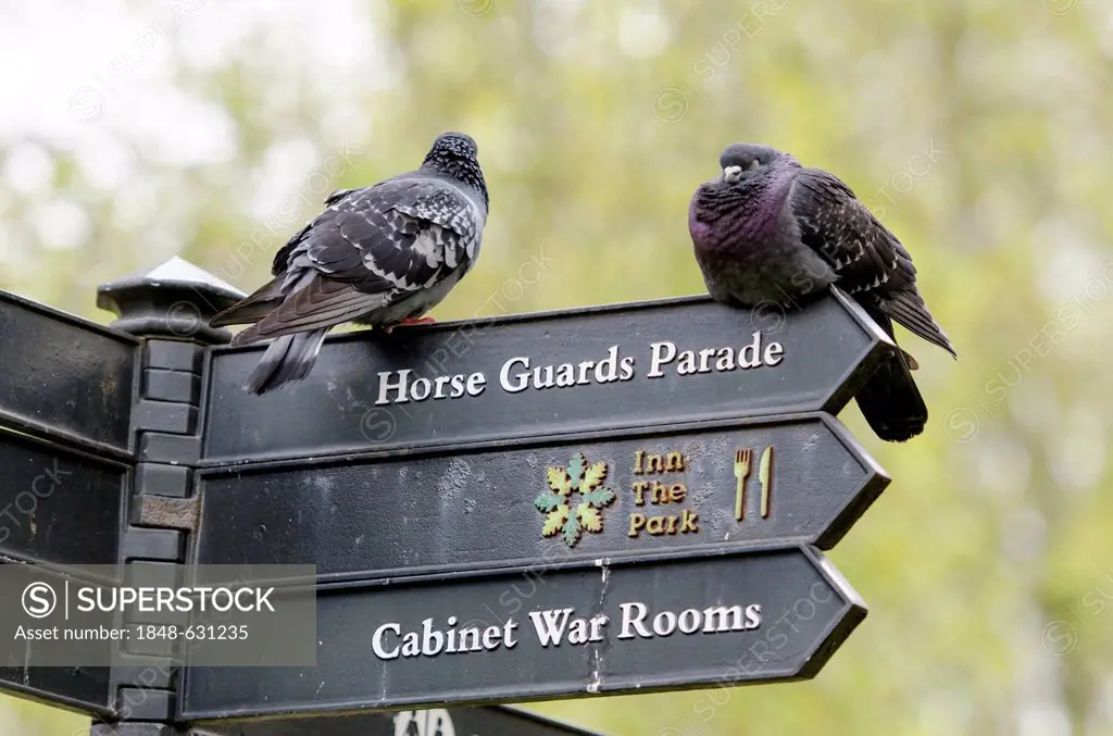 Signposts at St James's Park with two pigeons, London, South England, England, United Kingdom, Europe