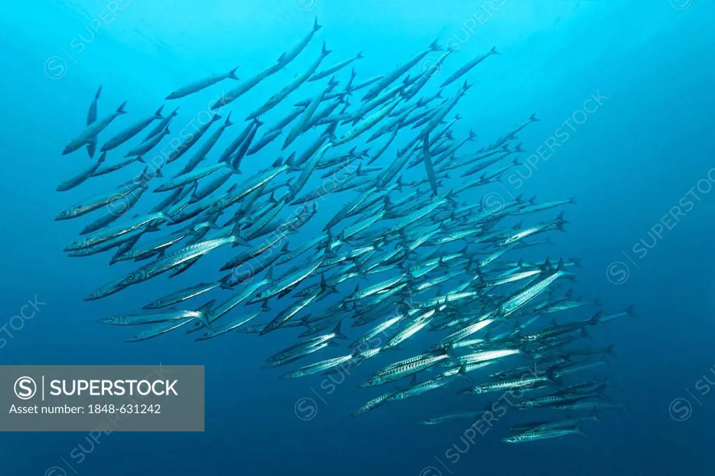 Shoal of great barracudas (Sphyraena barracuda), swimming in blue water, Floreana Island, Enderby, Galápagos Islands, a World Heritage - natural site,...