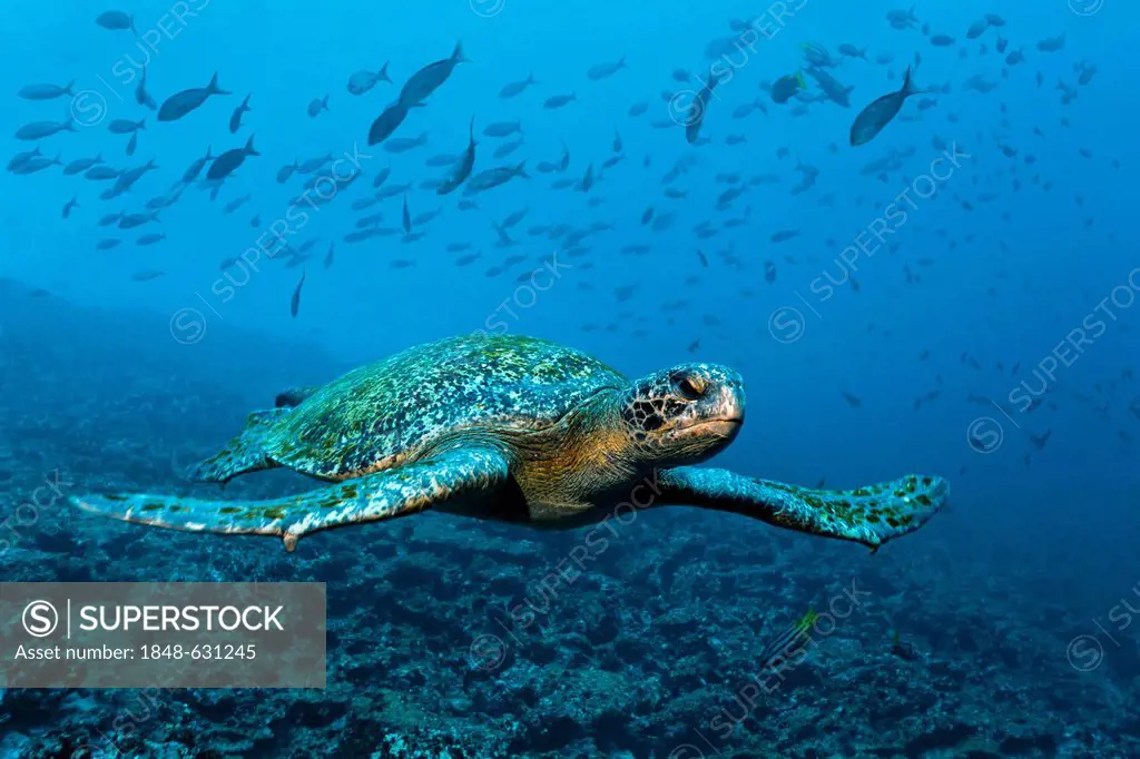 Green sea turtle (Chelonia mydas) swimming over a reef, a shoal of fish at the back, Punta Cormorant, Floreana Island, Galápagos Islands, a World Heri...