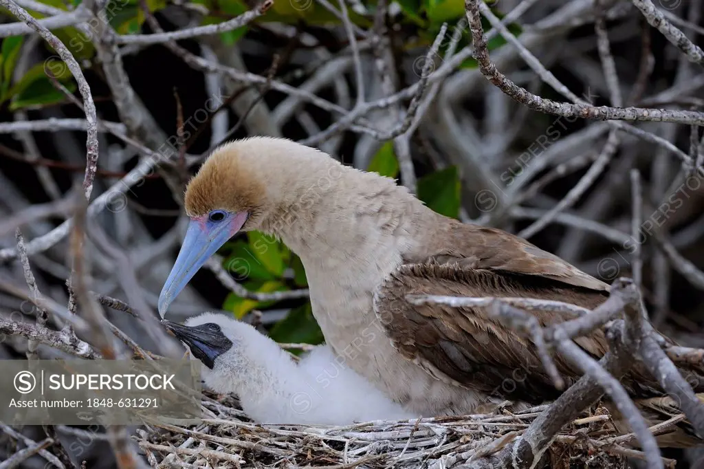 Red-footed Booby (Sula sula), brown variant, with chick in nest, Genovesa Island, Tower Island, Galápagos Islands, Unesco World Heritage Site, Ecuador...