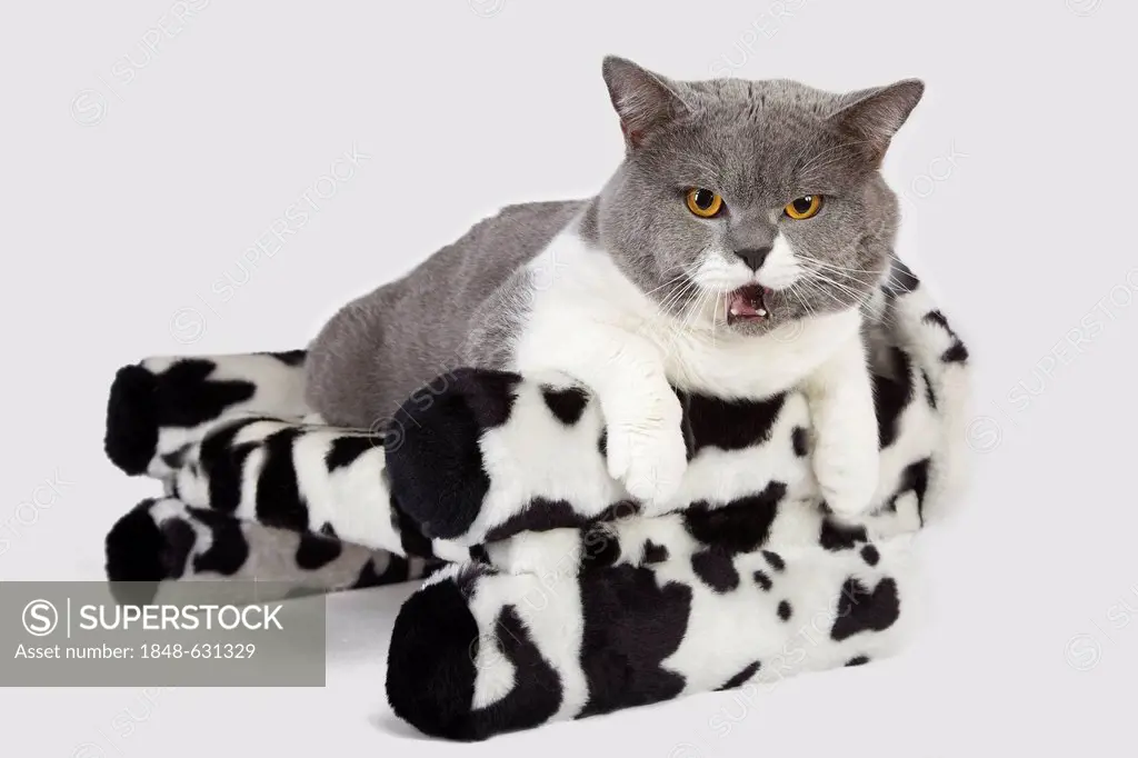 British Shorthair cat sitting on a cat's sofa and hissing