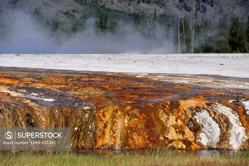 Colourful thermophilic bacteria, outlet of the Cliff Geyser, Firehole River, Black Sand Basin, Upper Geyser Basin, Yellowstone National Park, Wyoming,...