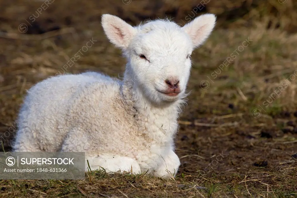 Lamb, Paschal Lamb, lying down, North Friesland, Germany, Europe