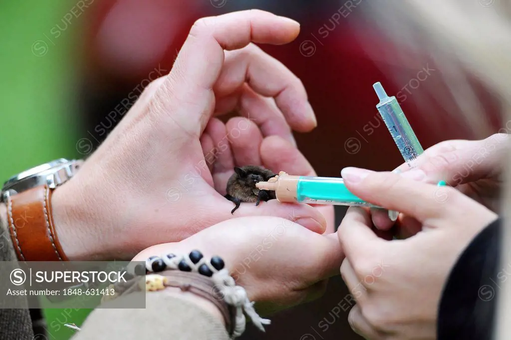 Two people are trying to feed a bat (Microchiroptera) with a syringe