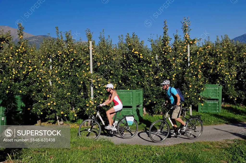 Couple riding electric bicycles, Etsch cycle path, apple orchard, province of Bolzano-Bozen, Italy, Europe