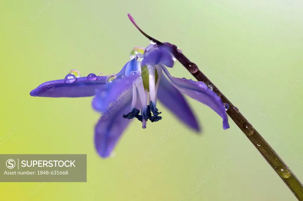 Two-leaf squill or alpine squill (Scilla bifolia) with water drops, close-up