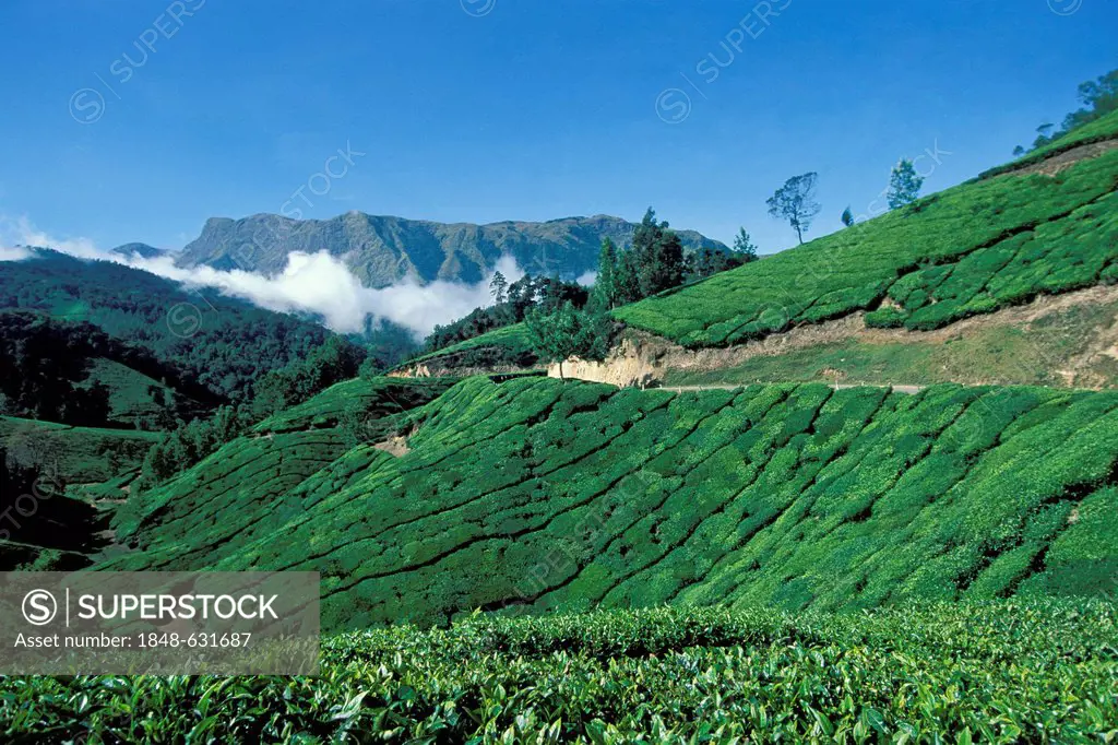 Tea cultivation, tea plantations, near Munnar, Western Ghats mountains, Kerala, South India, India, Asia