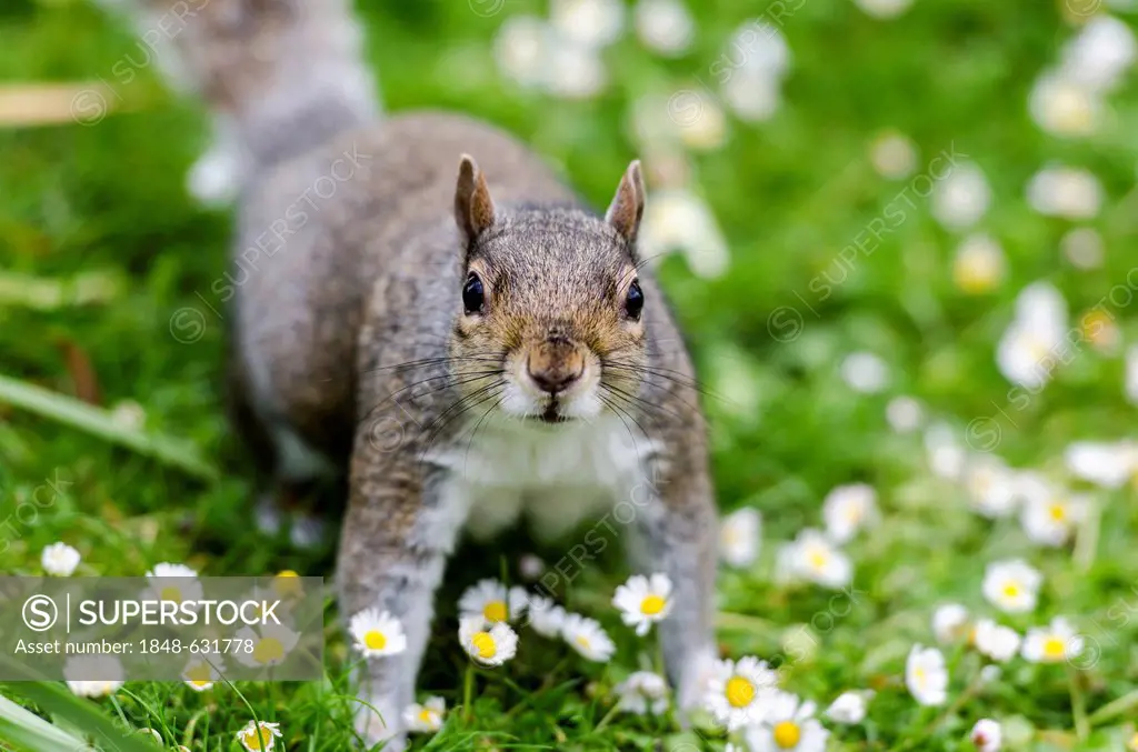 Grey or Gray Squirrel (Sciurus carolinensis), in the grass, St James's Park, London, South England, England, United Kingdom, Europe