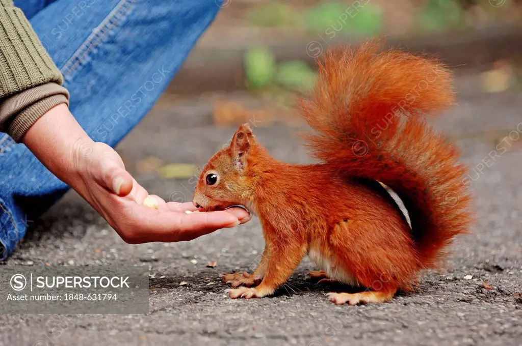 Squirrel (Sciurus vulgaris) being fed by hand, North Rhine-Westphalia, Germany, Europe