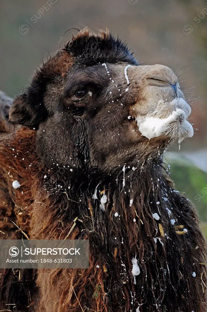 Two-humped Camel or Bactrian Camel (Camelus ferus bactrianus, Camelus bactrianus bactrianus), male during the rutting season, occurrence in Asia, capt...