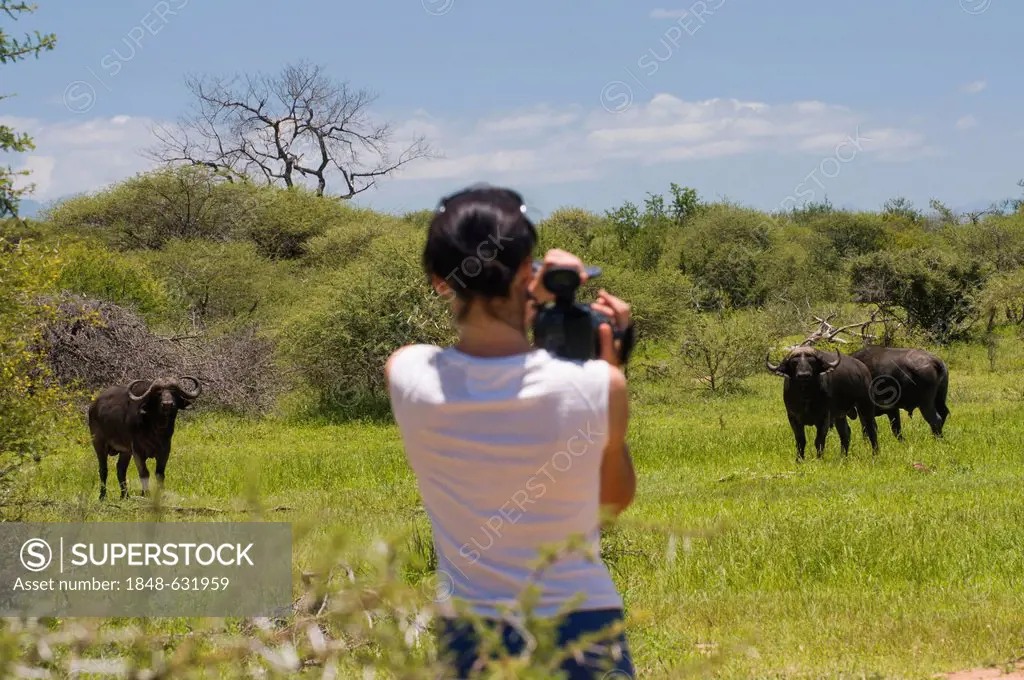 Tourist filming African buffalos, affalos, nyatis, Mbogo or Cape buffalos (Syncerus caffer), Timbavati Nature Reserve, Limpopo, South Africa, Africa