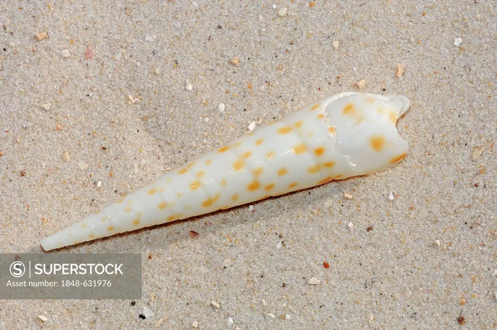 Auger shell (Terebra sp.), found in the Indo-Pacific Ocean