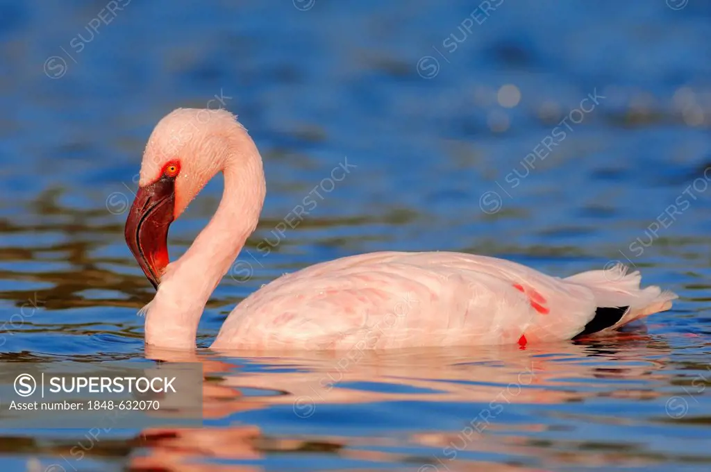 Lesser flamingo (Phoenicopterus minor), bathing, found in Africa, captive, Germany, Europe