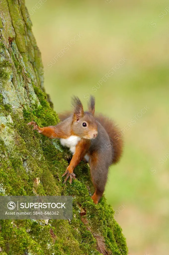European Squirrel (Sciurus vulgaris)