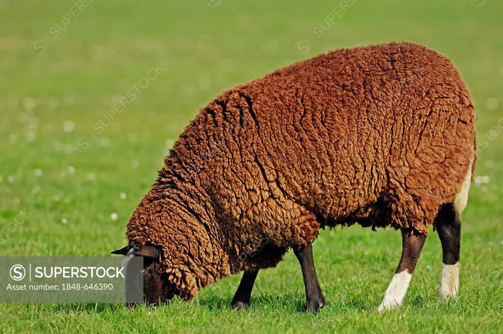 Zwartbles Sheep, Domestic Sheep (Ovis orientalis aries), ewe, North Holland, Netherlands, Europe