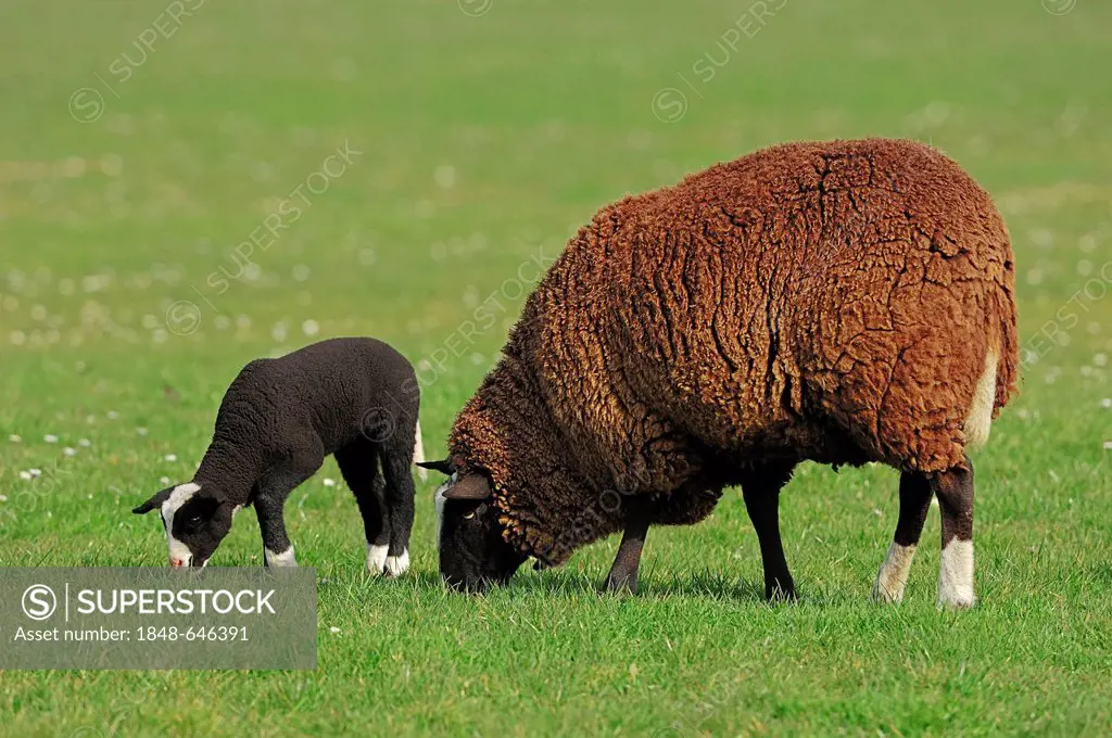 Zwartbles Sheep, Domestic Sheep (Ovis orientalis aries), ewe and a lamb on a pasture, North Holland, Netherlands, Europe