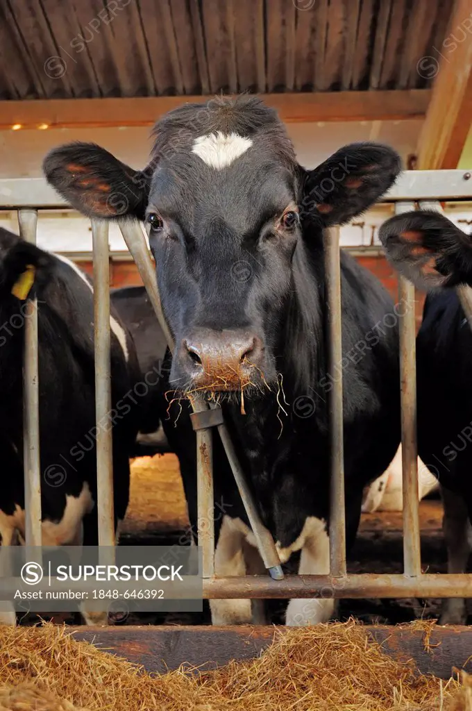 Holstein-Friesian cattle in a stable, North Rhine-Westphalia, Germany, Europe