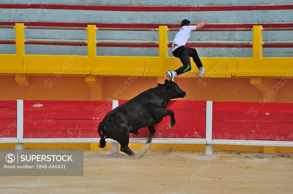 Bullfight in the arena of Saintes Maries de la Mer, Camargue, Provence, France, Europe