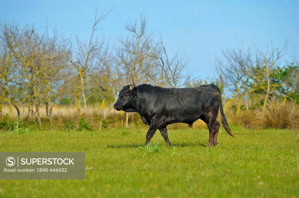 Camargue cattle (Bos primigenius taurus), bull, Camargue, France, Europe