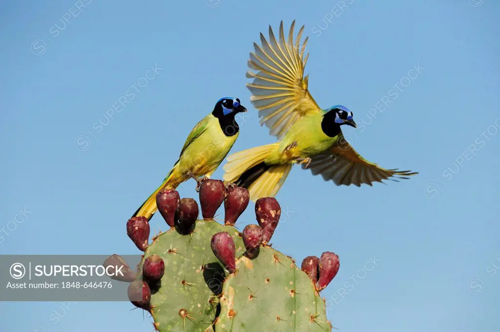 Green Jay (Cyanocorax yncas), pair perched on Texas Prickly Pear Cactus (Opuntia lindheimeri), Dinero, Lake Corpus Christi, South Texas, USA