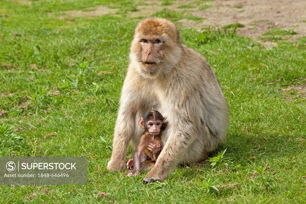 Barbary macaque (Macaca sylvanus) with young, Serengeti Park, Hodenhagen, Lower Saxony, Germany, Europe
