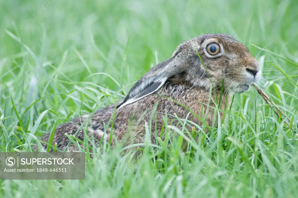 Hare (Lepus europaeus), Haren, Emsland region, Lower Saxony, Germany, Europe