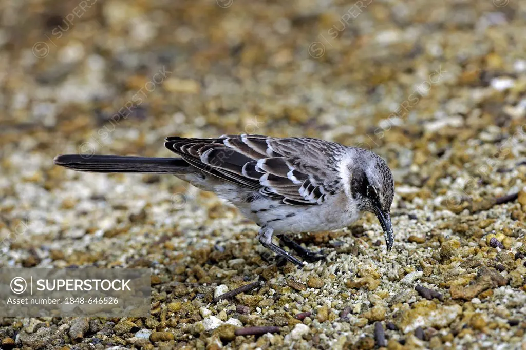 Galápagos Mockingbird (Nesomimus parvulus), Genovesa Island, Galápagos Islands, Unesco World Heritage Site, Ecuador, South America
