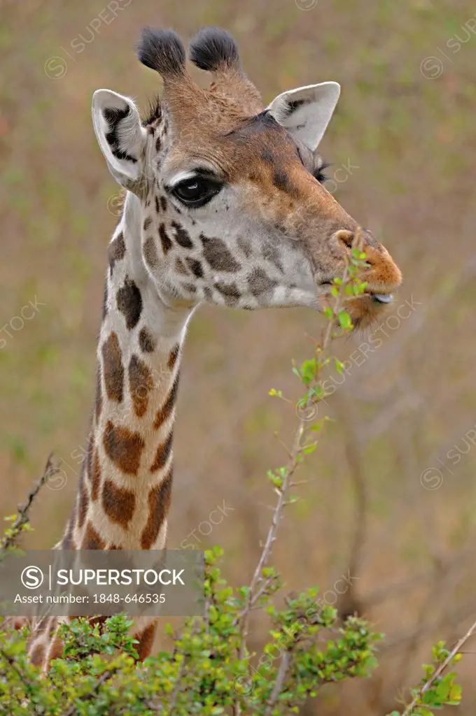 Masai Giraffe or Maasai Giraffe, or Kilimanjaro Giraffe (Giraffa camelopardalis tippelskirchi) feeding in the grasslands of Masai Mara, Kenya, Africa