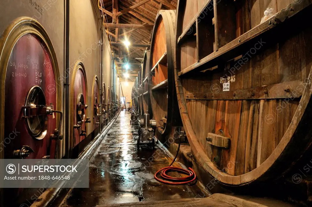 Oak barrels and modern tanks for wine production in the Bodega La Rural winery, Maipu, Mendoza Province, Argentina, South America