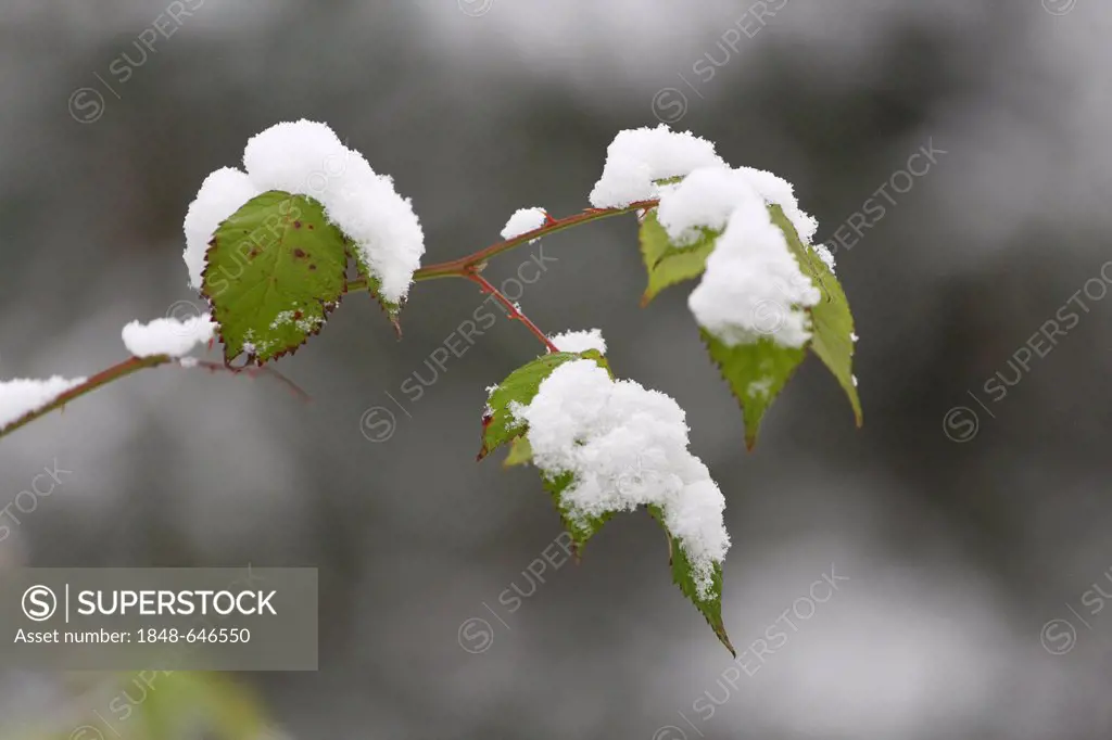 Leaves of a bramble bush with snow, Hesse, Germany, Europe