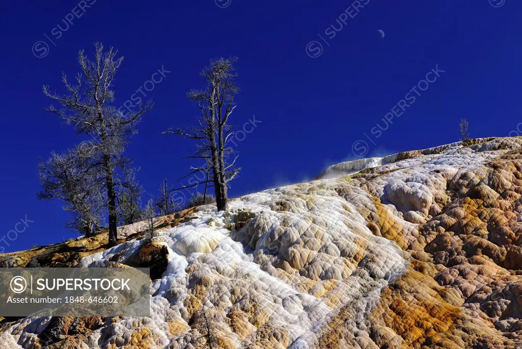 Palette Spring Terrace, Lower Terraces, limestone sinter terraces, geysers, hot springs, colorful thermophilic bacteria, microorganisms, dead trees, M...