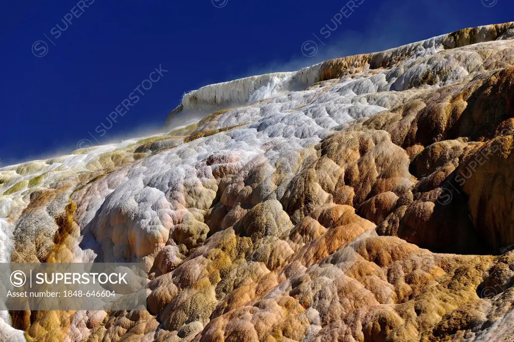 Palette Spring Terrace, Lower Terraces, limestone sinter terraces, geysers, hot springs, colorful thermophilic bacteria, microorganisms, dead trees, M...