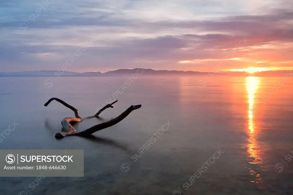 Driftwood in the morning light on the shores of Lake Constance, Germany, Europe